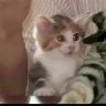 小猫嗷呜～抖音达人头像