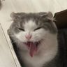 酸奶豆糕抖音达人头像