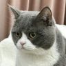 锦鲤是只猫（猫砂）抖音达人头像