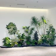 林森木绿植抖音达人头像