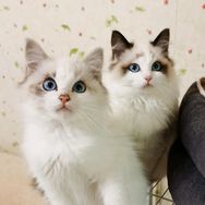 财经猫哥抖音达人头像