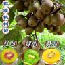 喜乐多果树苗木抖音达人头像