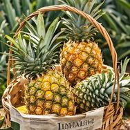 海南金煌芒产地直发抖音号头像