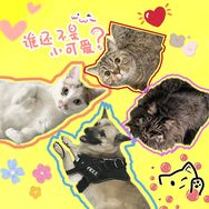 吉祥的小咪们抖音达人头像
