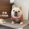 大凯家的法斗抖音达人头像