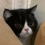 大巴豆🐱🐱抖音达人头像