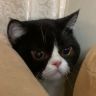 大巴豆🐱🐱抖音达人头像