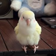 矮大Max抖音达人头像