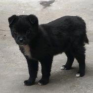 小黑是条🐕抖音达人头像