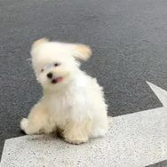 油菜菜抖音达人头像