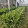平价种植大棚基地抖音达人头像