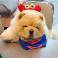 松狮伊万抖音达人头像