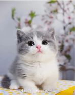 米奇旋风宠物旗舰店抖音号头像