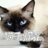 猫哥的视界抖音达人头像