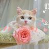 小猫端端抖音达人头像