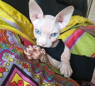 喵琦的猫没有毛抖音达人头像