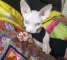 喵琦的猫没有毛抖音达人头像