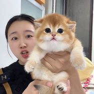小敏高端宠物（熊版猫创始人）抖音达人头像