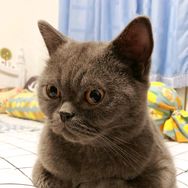 猫圈那些事抖音达人头像