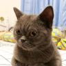 猫圈那些事抖音达人头像