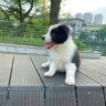 元宝（小边牧）抖音达人头像