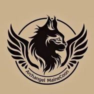 大天使缅因猫舍（主号）抖音达人头像