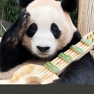 沉香互联网抖音达人头像