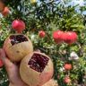 纯甜石榴（突尼斯软籽）🍓抖音达人头像