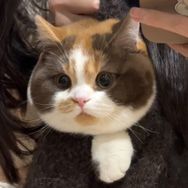 麻薯小卷抖音达人头像