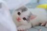 口罩是只猫抖音达人头像