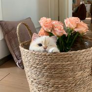 月亮一猫抖音达人头像