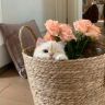 月亮一猫抖音达人头像