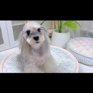 小雪是只小懒猪抖音达人头像