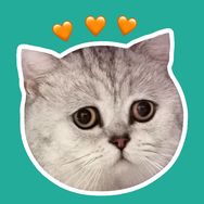 囧囧是只猫抖音达人头像
