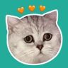 囧囧是只猫抖音达人头像