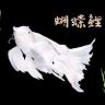乐天蝶鲤抖音达人头像