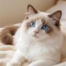 夏夏账号调整中抖音达人头像