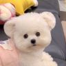 小熊尤妮Uny抖音达人头像