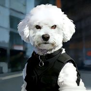 比熊侠客行抖音达人头像
