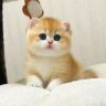 石头的短毛猫🐱抖音达人头像