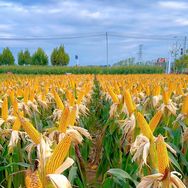 三泰农资种业抖音号头像