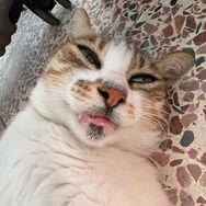油光水滑偷瓜猹抖音达人头像