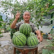 我家楼顶小菜园抖音达人头像