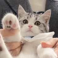 一口吃掉小咪咕抖音达人头像
