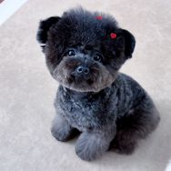 是元宝呀🐶抖音达人头像