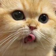 头痛养了猫抖音达人头像