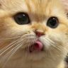 头痛养了猫抖音达人头像