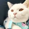 宠物猫咪的家抖音达人头像