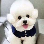 贝有趣❤️高端比熊抖音达人头像