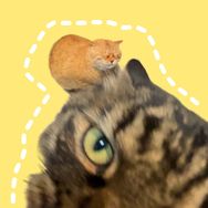 大哈的猫抖音达人头像